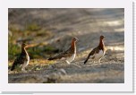 Riekkoja_Lagopus lagopus_Willow Grouse * 2461 x 1604 * (2.49MB)